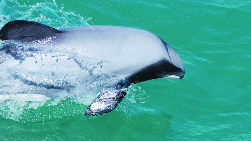 Discover playful, rare New Zealand Hector's dolphins, fur seals, penguins and many other kinds of sea birds, on Akaroa Harbour.